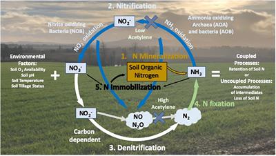 Implications of the Thermodynamic Response of Soil Mineralization, Respiration, and Nitrification on Soil Organic Matter Retention